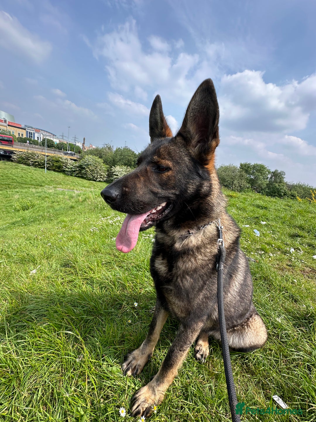 German Shepherd dogs for sale: German shepherd  - Image 2