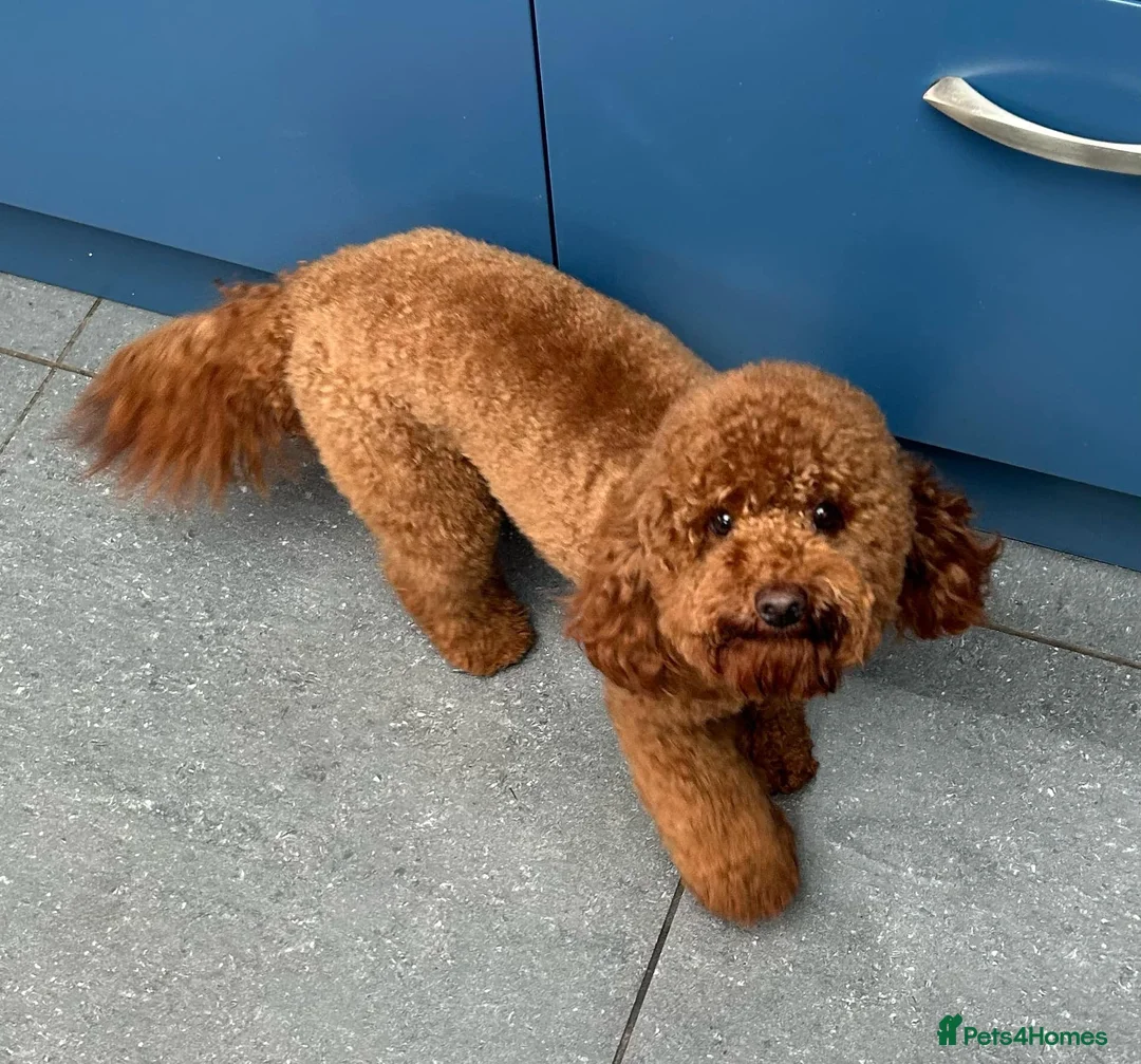 Toy Poodle dogs for stud: Ralph - Stud KC registered Toy Poodle  in Swadlincote - Advert 5