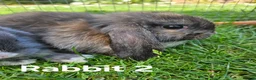 Mini Lop rabbits for sale: 🐰 Adorable Mini Lop Baby Rabbits Ready Soon 🐰 in Harwich - Advert 6