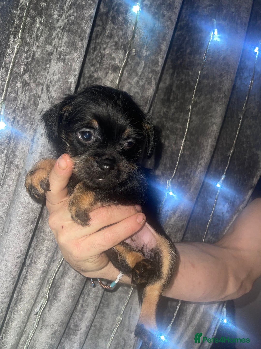 Mixed Breed dogs for sale: Jackapoo/French bulldog  - Advert 10
