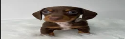 Miniature Dachshund dogs for stud: Miniature Dachshund Stud in Hartlepool - Advert 13