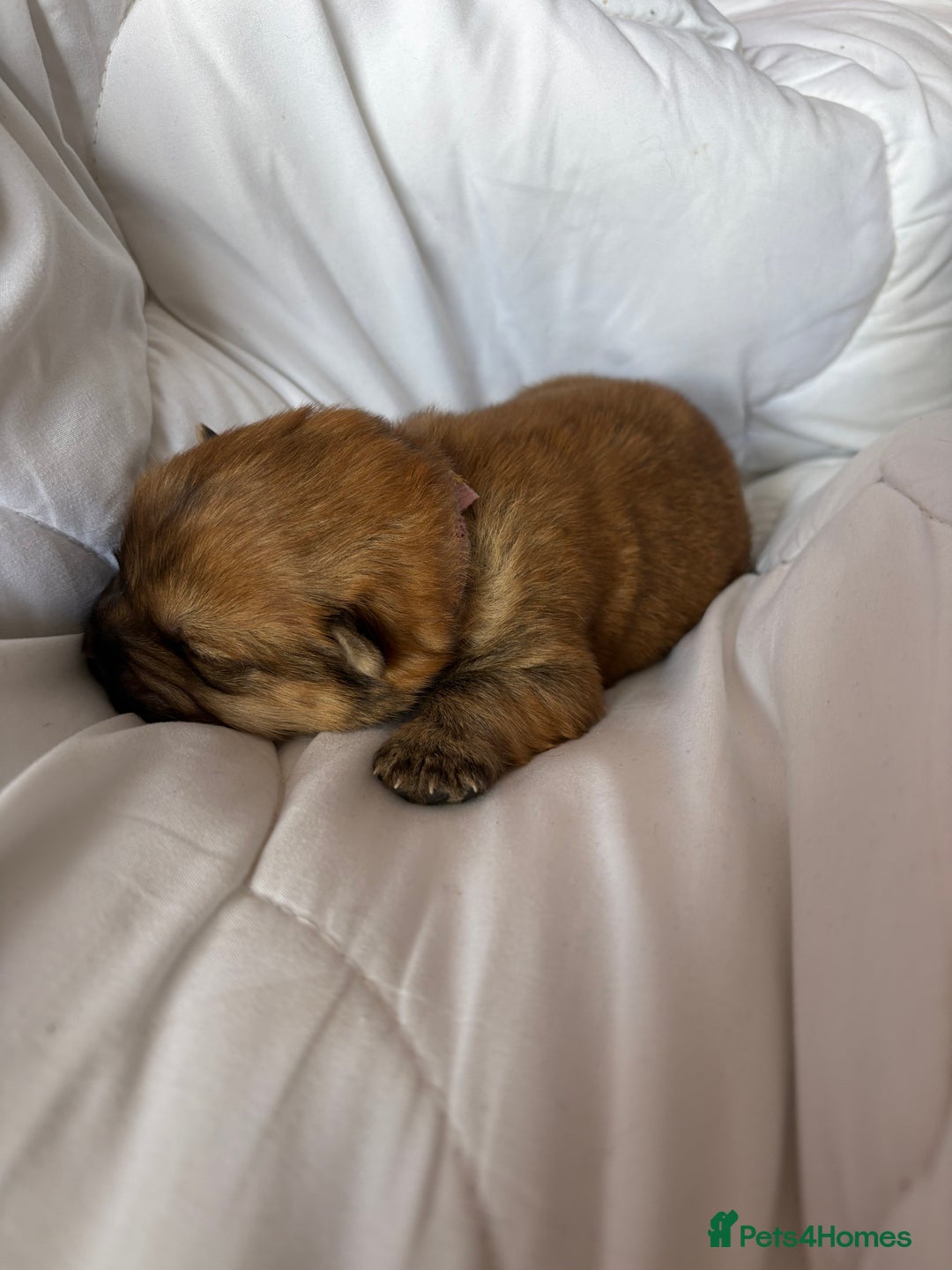 Chow Chow dogs for sale: Baby chow chows  - Image 6