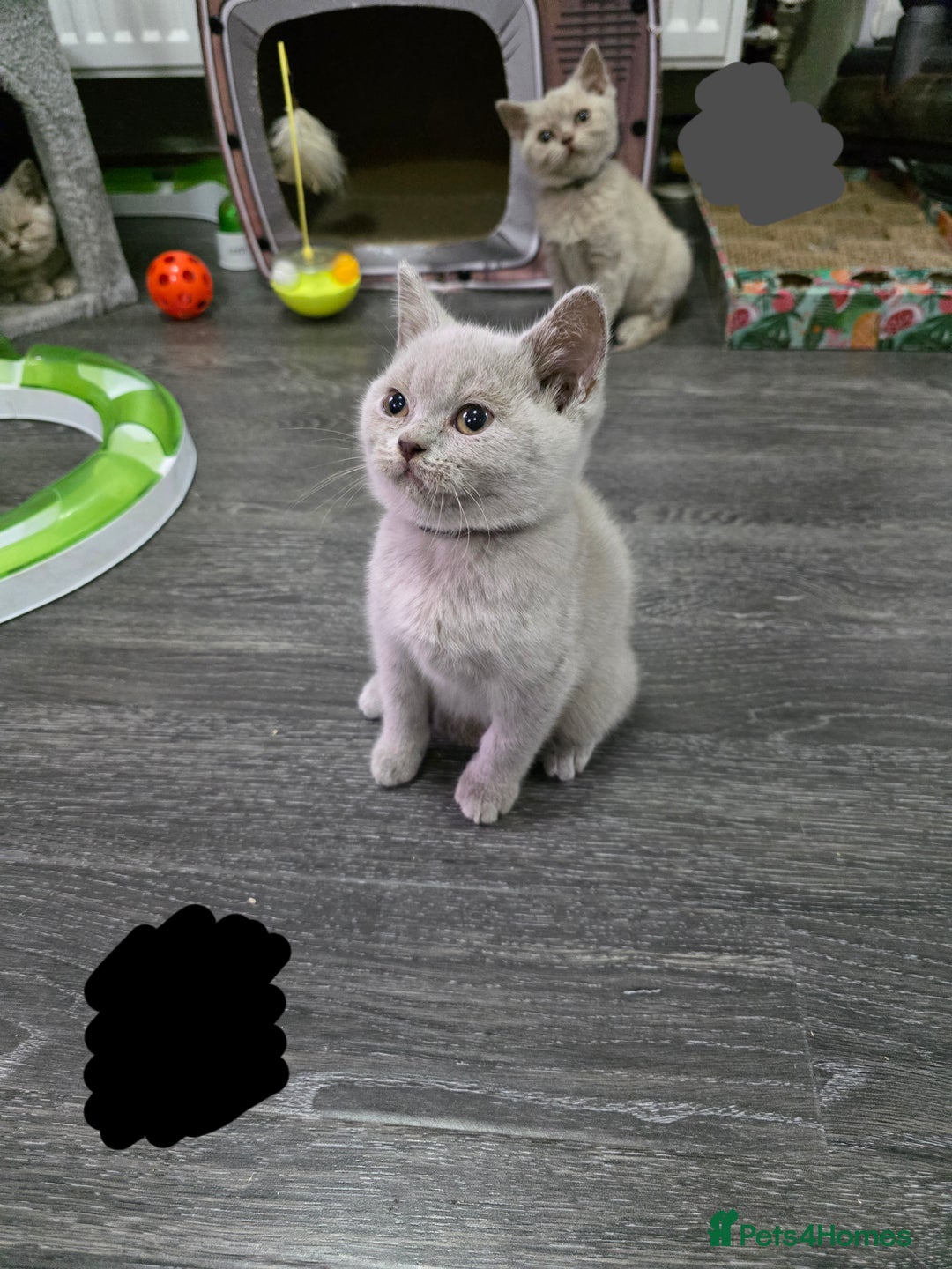 British Shorthair cats for sale: Beautiful British shorthair kittens - Image 31