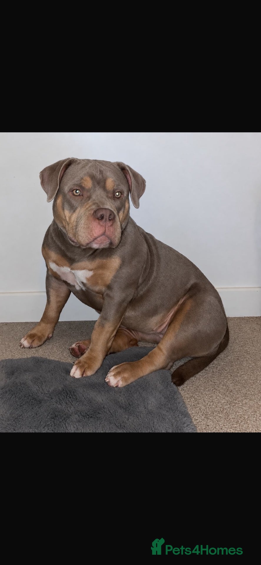 American Bully dogs American pocket bully’s  - Advert 1