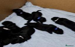 Mixed Breed dogs for sale: ✨ Gorgeous Black Golden Shepherd Puppies  - Image 2