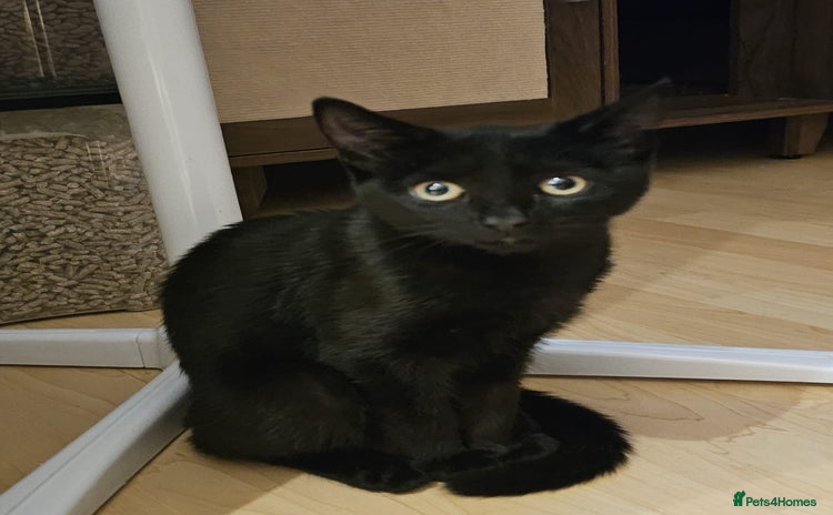 Mixed Breed cats - Advert 12