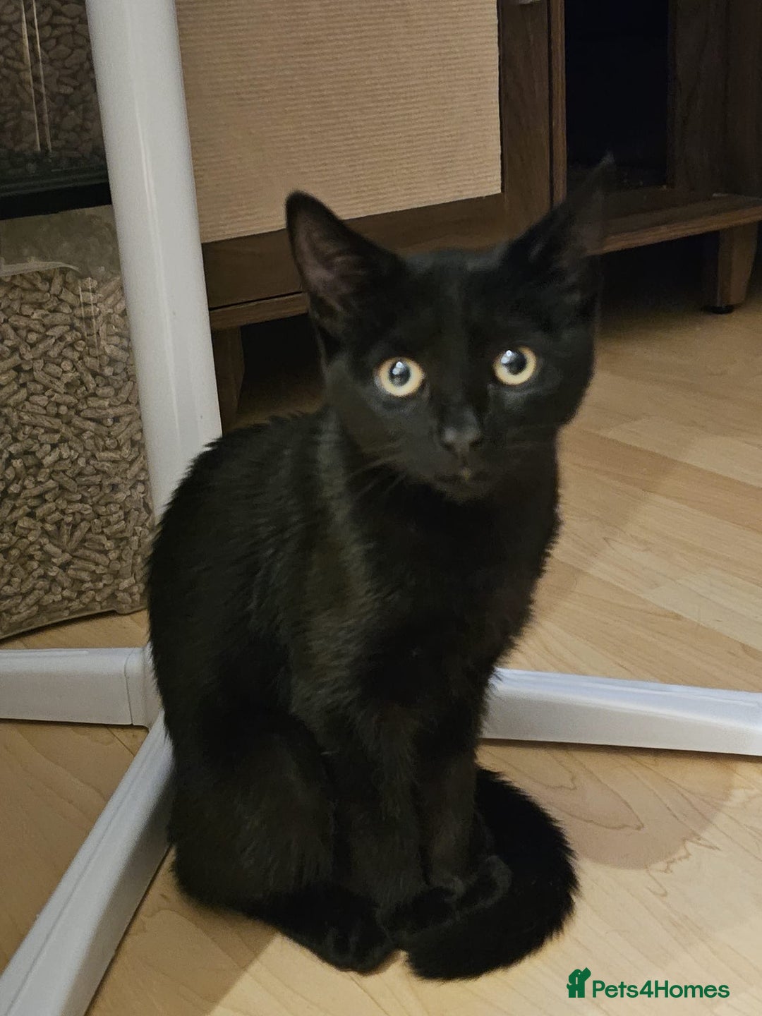 Mixed Breed cats for adoption: 4 month kitten ready for new home - Image 1