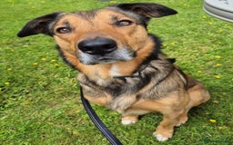 Border Collie dogs for stud: Sable Border Collie for Stud - Image 4