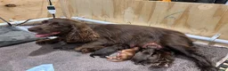 Cocker Spaniel dogs for sale: EXCEPTIONAL WORKING COCKER SPANIEL PUPPIES - Advert 14