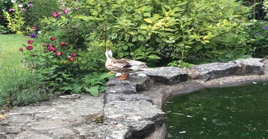 Ducks poultry - Advert 5