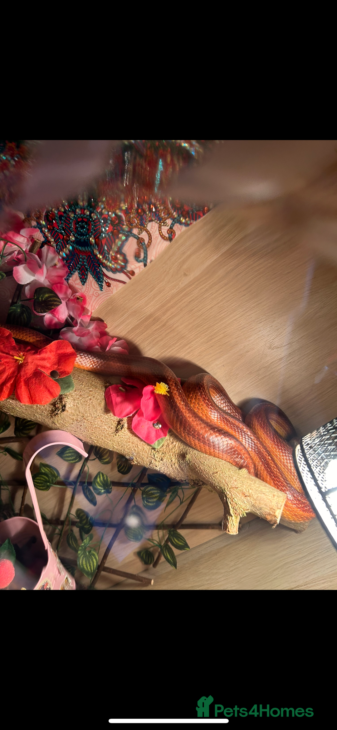 Corn Snake reptiles for sale: Rat snake / corn snake female  - Image 4