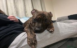 Staffordshire Bull Terrier dogs for sale: Loki - Brindle Staffie - Image 6