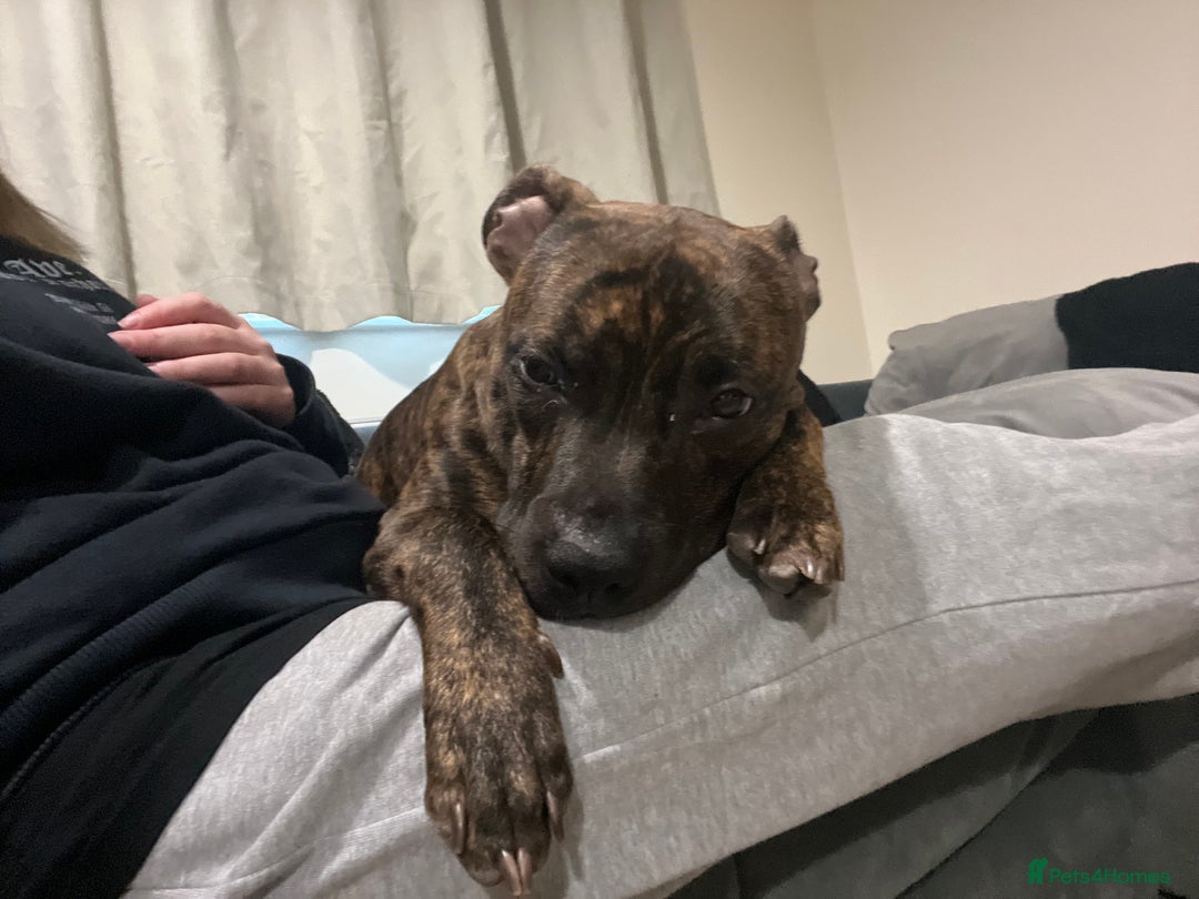 Staffordshire Bull Terrier dogs for sale: Loki - Brindle Staffie - Image 6
