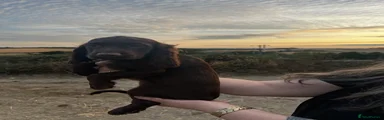 Sprocker 3