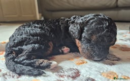 Cockapoo dogs for sale: 🐾 F1b Cockapoo Puppies for Sale 🐾 - Image 12