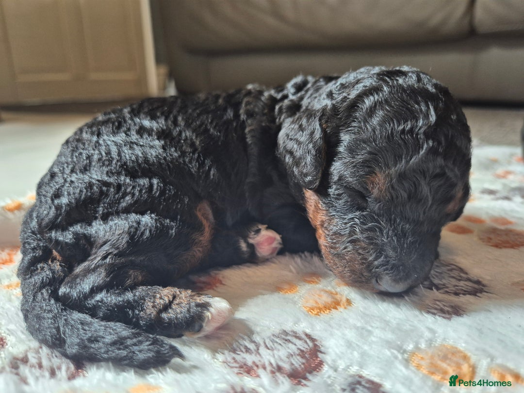Cockapoo dogs for sale: 🐾 F1b Cockapoo Puppies for Sale 🐾 - Image 12