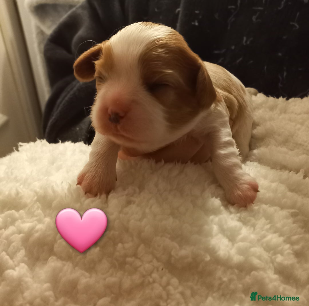 Cavalier King Charles Spaniel dogs for sale: STUNNING CAVALIER KING CHARLES SPANIEL PUPPIES *** - Advert 9