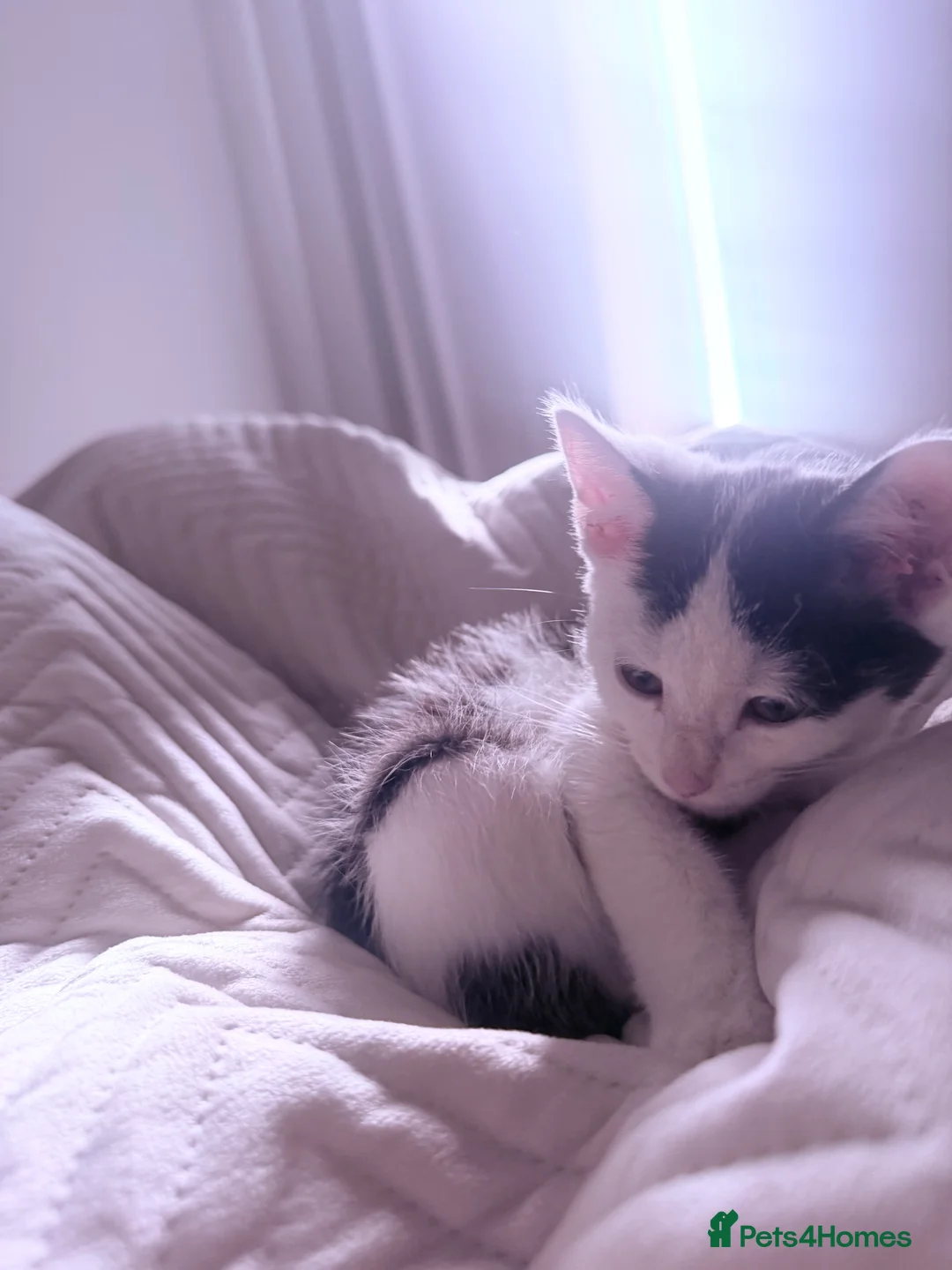 Domestic Shorthair cats for sale: Boy kitten - Advert 5