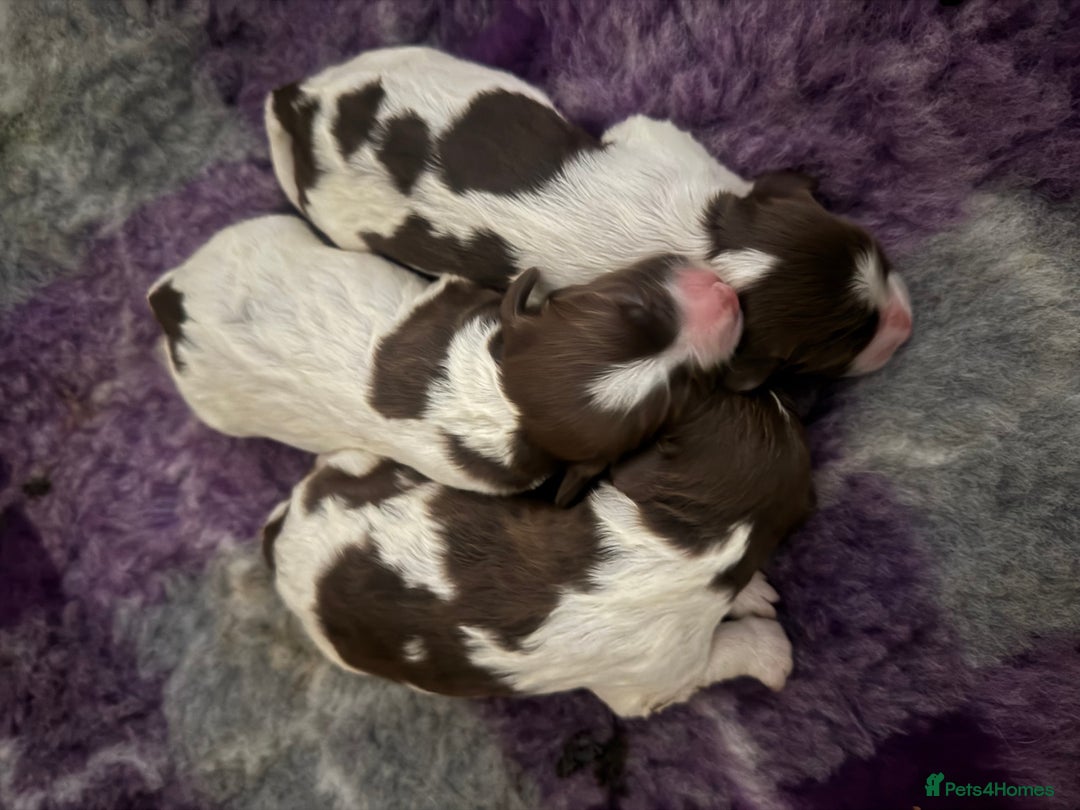 Sprocker dogs for sale: Exceptional F1B Sprocker Puppies - Advert 12