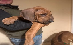 Rhodesian Ridgeback dogs for sale: Stunning Rhodisian Ridgeback Girls - Image 6