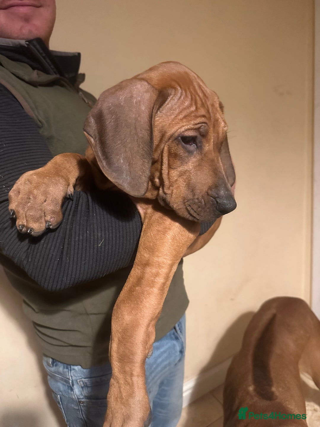 Rhodesian Ridgeback dogs for sale: Stunning Rhodisian Ridgeback Girls - Image 6