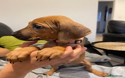 Rhodesian Ridgeback dogs for sale: Pedigree Ridgeback Puppies - READY FOR VIEWING in Scunthorpe - Image 11