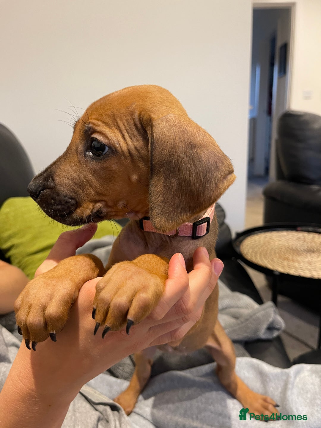 Rhodesian Ridgeback dogs for sale: Pedigree Ridgeback Puppies - READY FOR VIEWING in Scunthorpe - Image 11