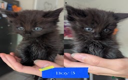 Mixed Breed cats for sale: 5 beautiful mix breeds  - Image 4