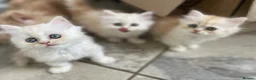 Persian cats for sale: Persian kittens in Rugby - Advert 39