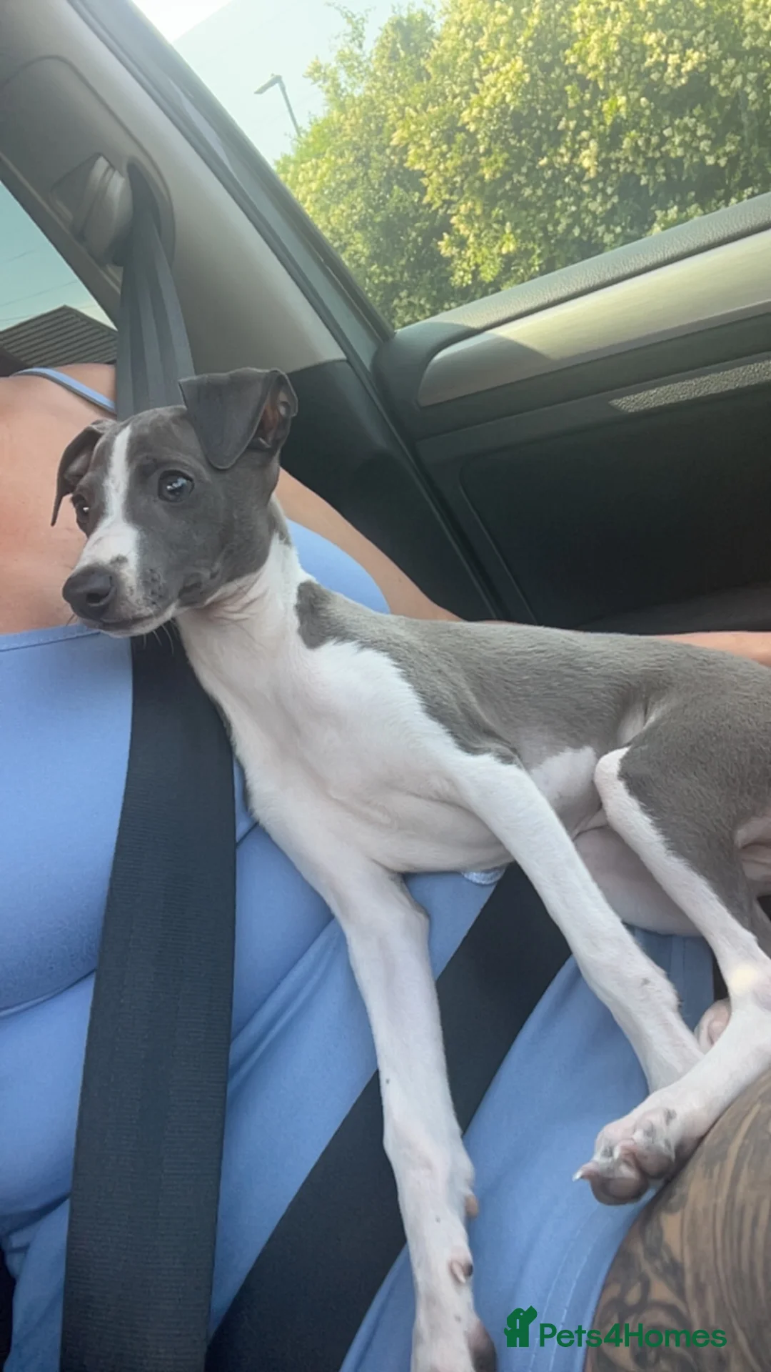 Italian Greyhound dogs for sale: Three Italian greyhound puppies  - Advert 2