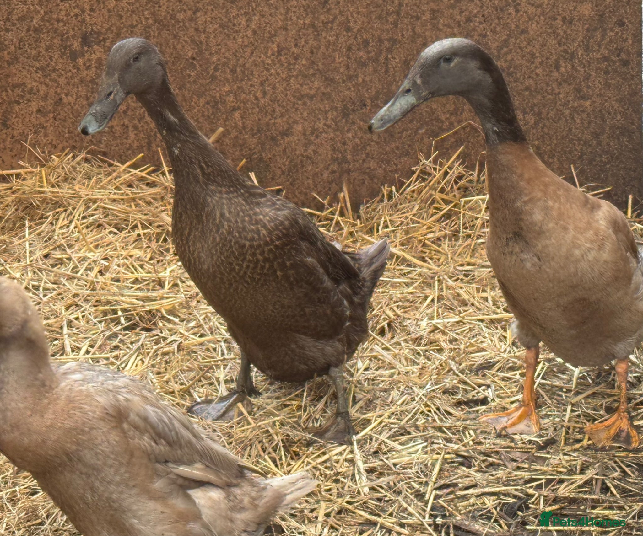 Ducks poultry Runner X Ducks For Sale  - Advert 4