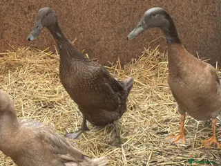 Ducks poultry Runner X Ducks For Sale - Advert 4