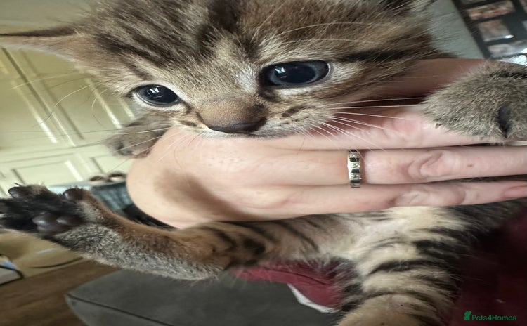 Domestic Shorthair cats - Advert 5
