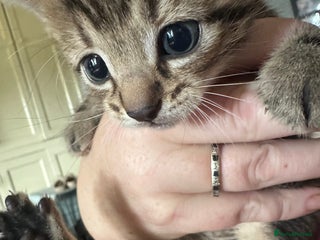 Domestic Shorthair cats - Advert 4