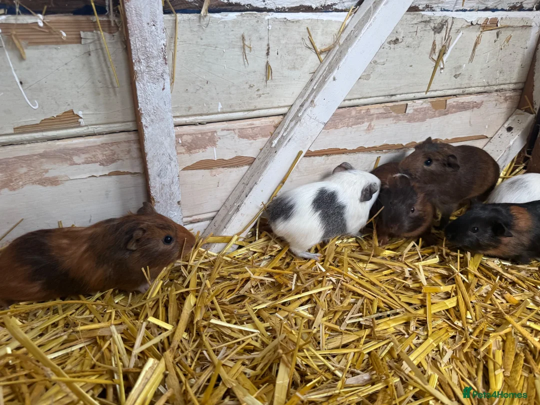 Guinea Pig rodents for sale: 6 lovely guinea pigs  - Advert 2