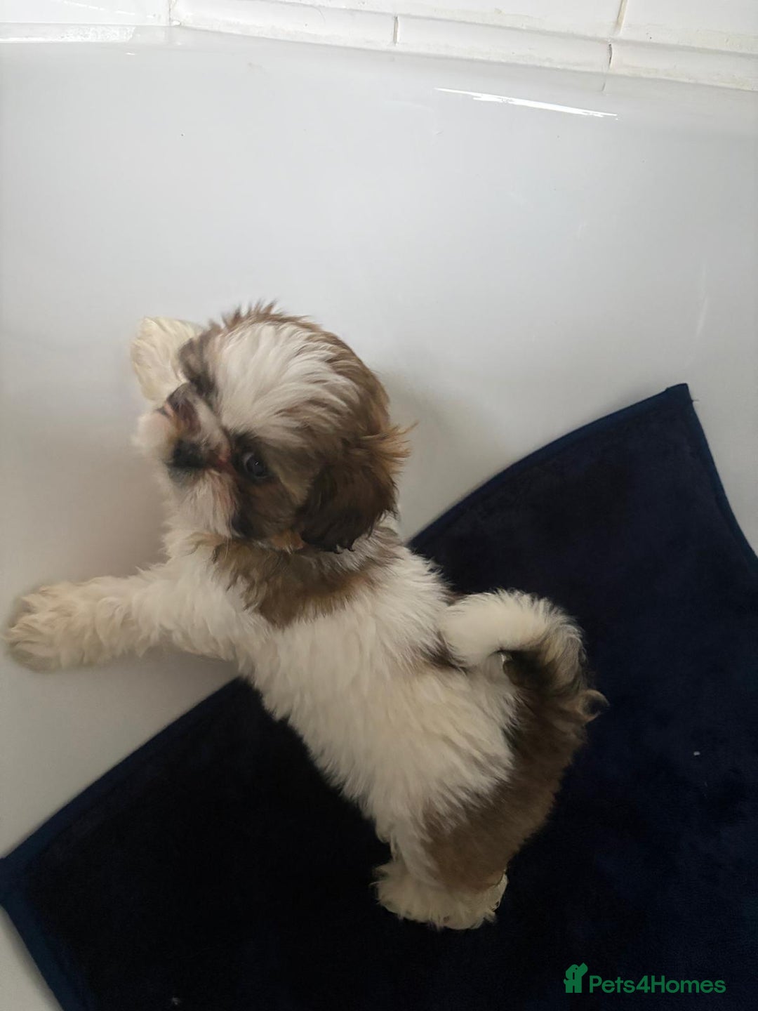 Shih Tzu dogs for sale: 3 lovely girl shih tzu puppies  - Advert 32