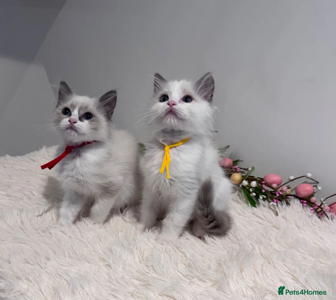 Ragdoll cats for sale: Beautiful TICA registered Ragdoll Kittens  - Advert 2