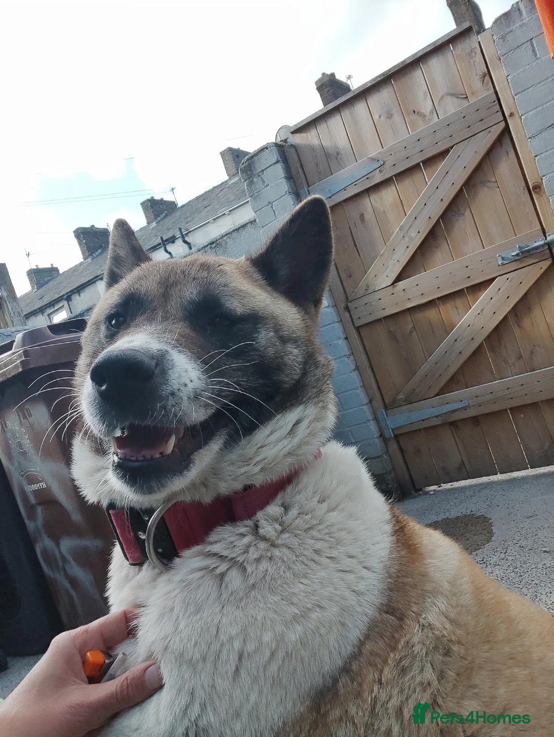 Akita dogs for sale: Akita female 3 year old  - Advert 3