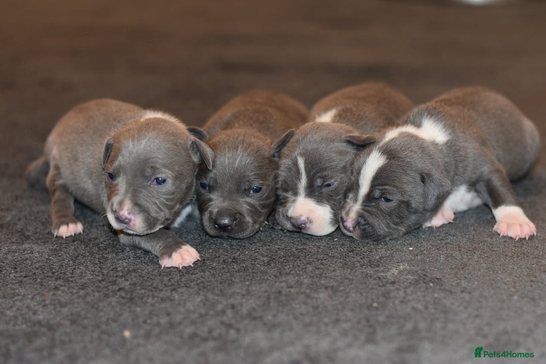 Staffordshire Bull Terrier dogs for sale: Stunning KC Staffordshire bull terrier puppies - Advert 7