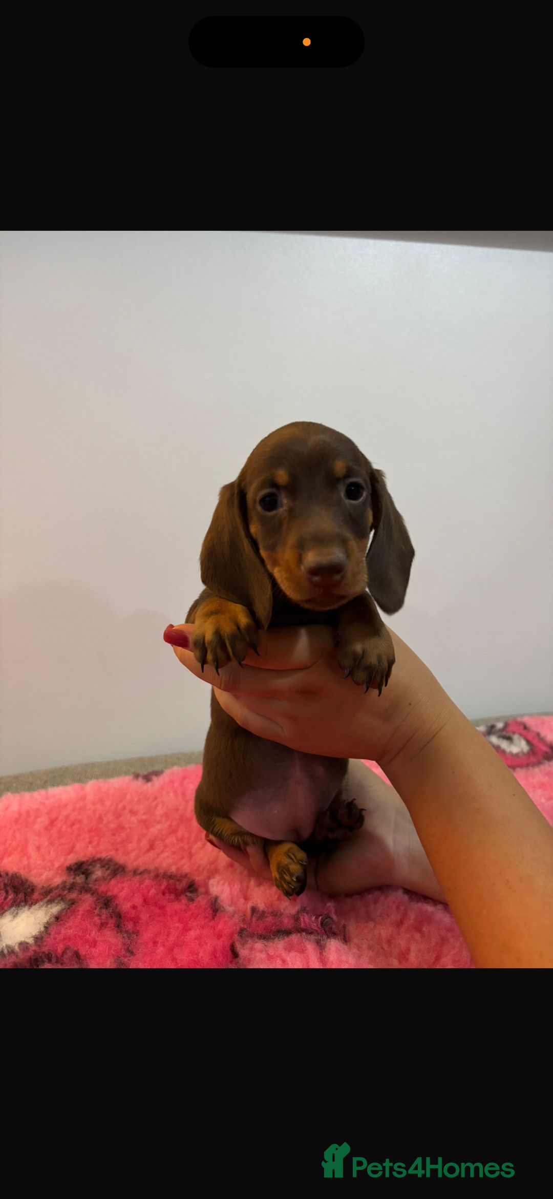 Miniature Dachshund dogs for sale: Kc registered miniature dachshunds - Advert 15