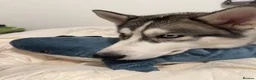 Siberian Husky dogs for stud: 🐾Handsome Blue-Eyed Siberian Husky Stud🤍 in Glasgow - Advert 16