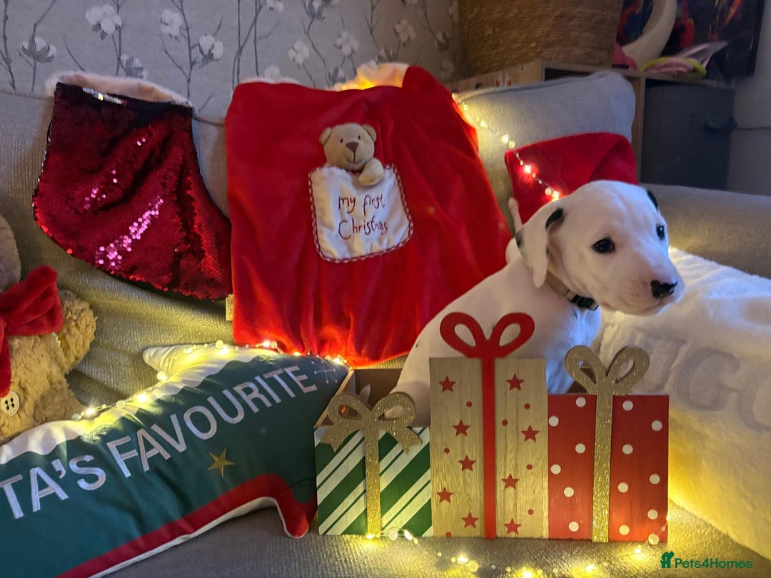 Dalmatian dogs for sale: Dalmatian puppies KC registered last 1 remaining - Advert 19