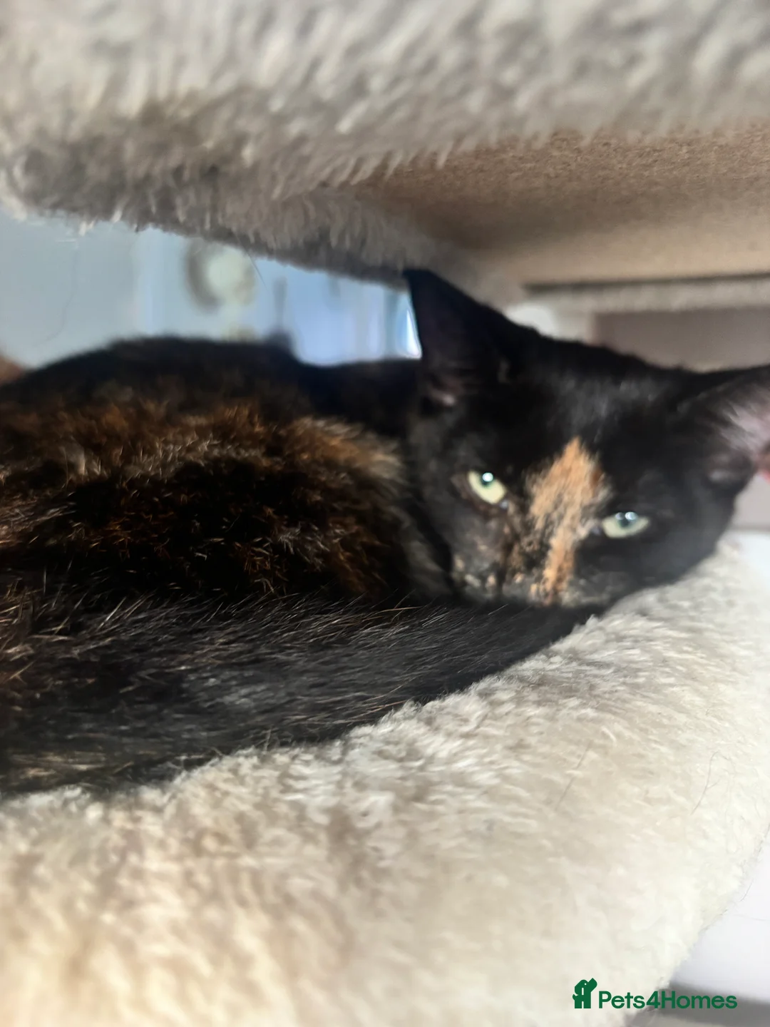 British Shorthair cats for sale: Two young female kittens for sale  in Cromer - Advert 4