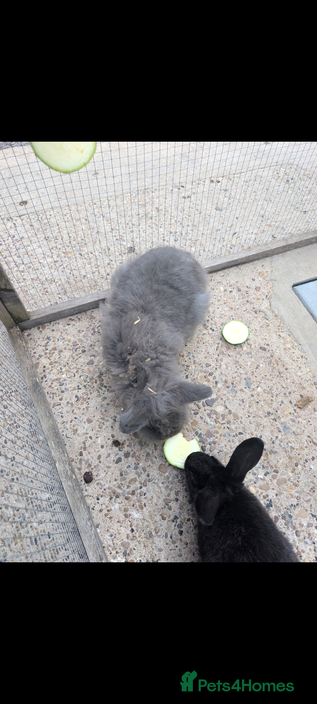 Lionhead rabbits for sale: Male lionehead rabbit  - Advert 3