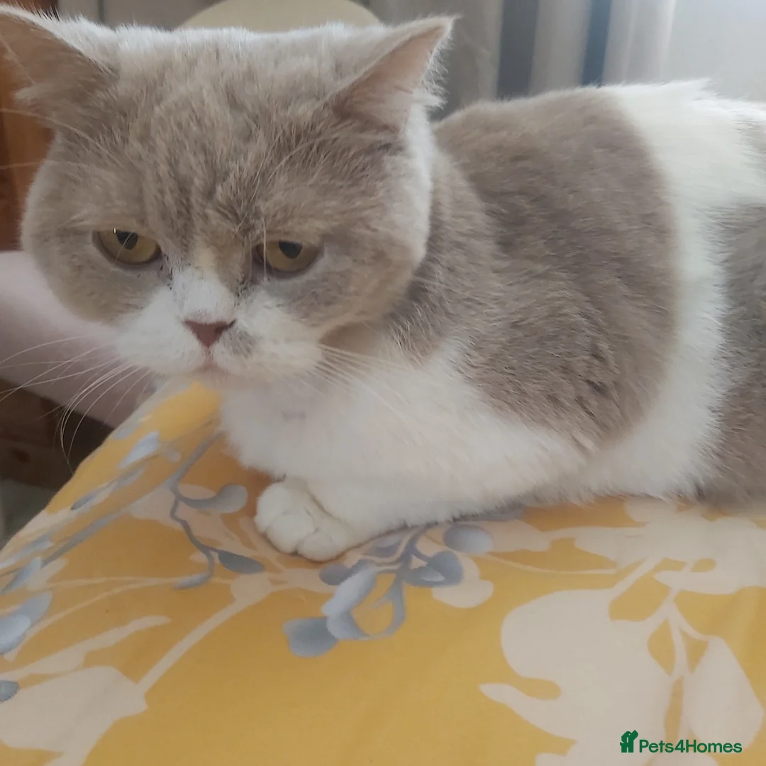 British Shorthair cats for sale: Loving, Peaceful Home Needed for Holly & Honey - Advert 2