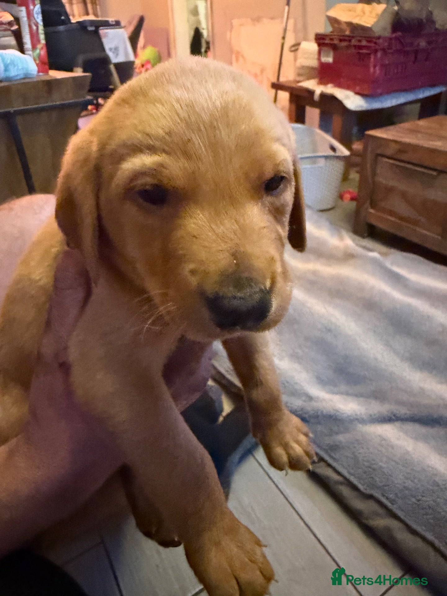 Labrador Retriever dogs Red fox Labrador puppies for sale  - Advert 2