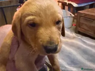 Labrador Retriever dogs Red fox Labrador puppies for sale - Advert 2