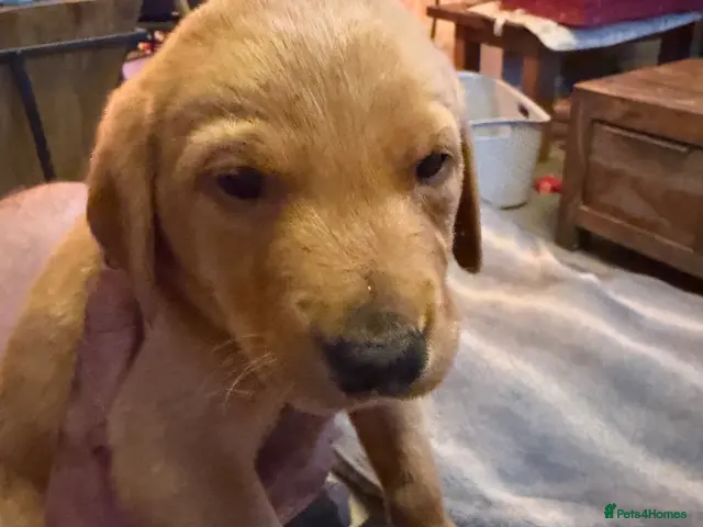 Labrador Retriever dogs for sale: Red fox Labrador puppies for sale - Advert 2