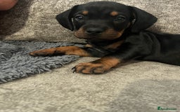 Mixed Breed dogs for sale: Miniature dachshund X French bulldog  - Image 37