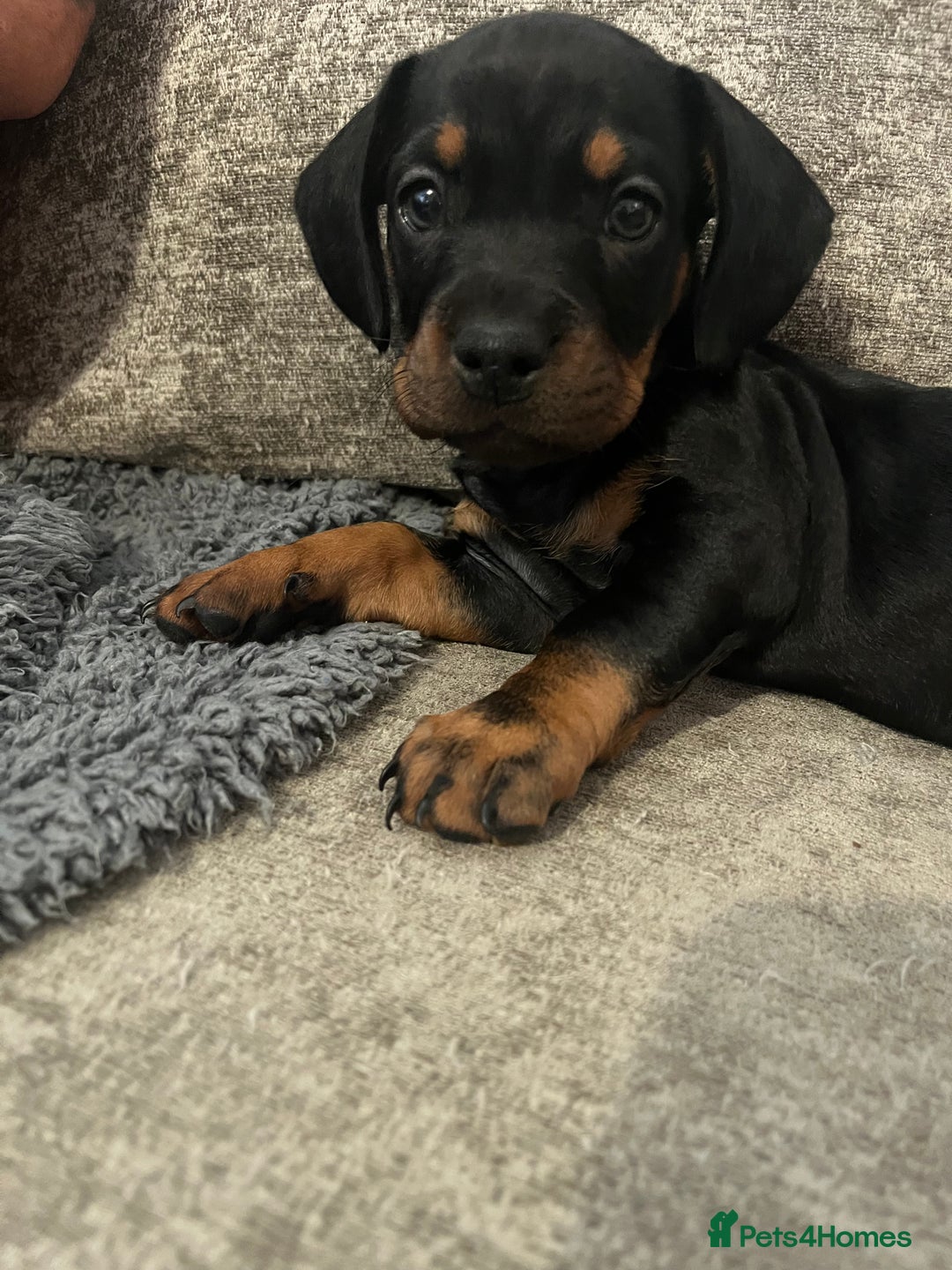 Mixed Breed dogs for sale: Miniature dachshund X French bulldog  - Image 37